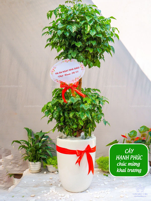 Cây Hạnh Phúc Tặng Khai Trương