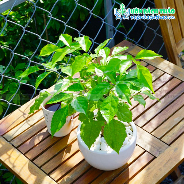 Cây Hạnh Phúc Để Bàn