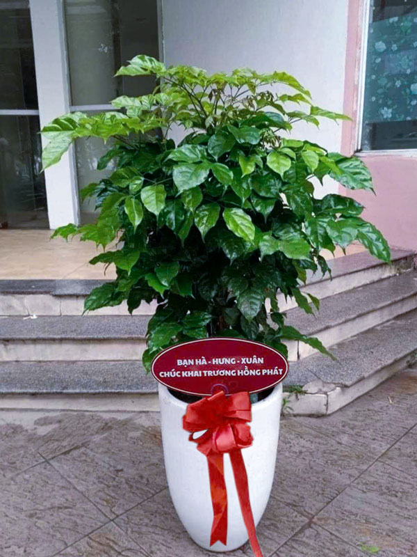 Cây Hạnh Phúc Tặng Khai Trương