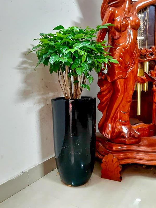 Cây Hạnh Phúc Chậu Đứng