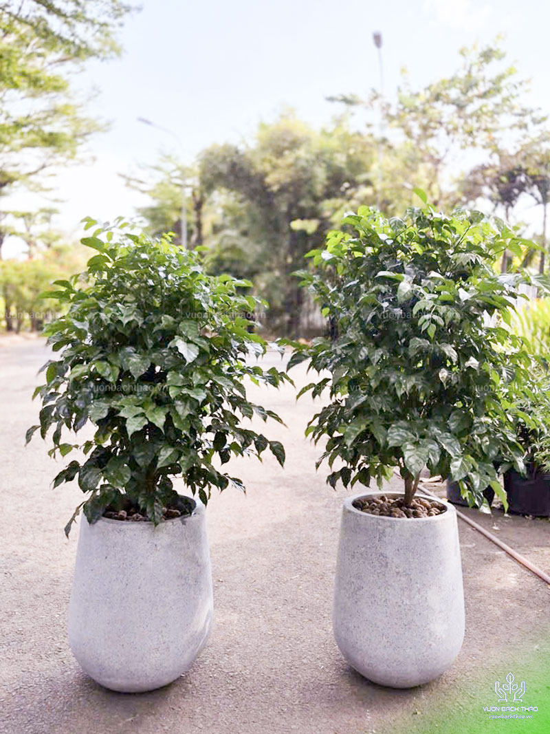 Cây Hạnh Phúc Chậu Đứng