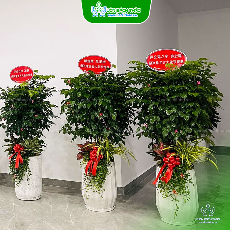 Cây Hạnh Phúc Tặng Khai Trương