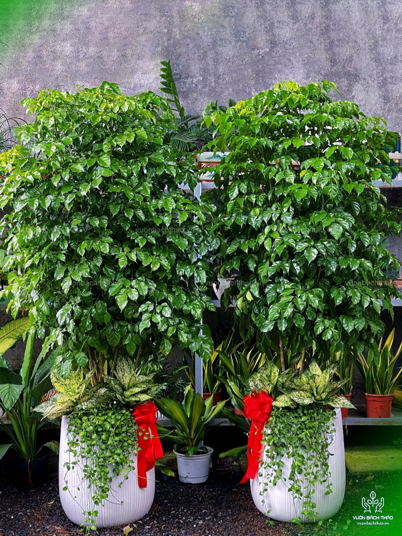 Cây Hạnh Phúc Tặng Khai Trương