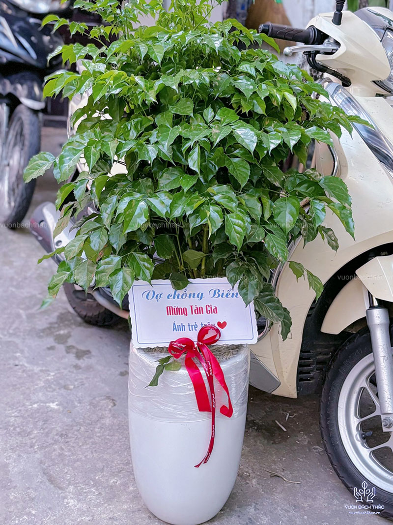 Cây Hạnh Phúc Tặng Khai Trương