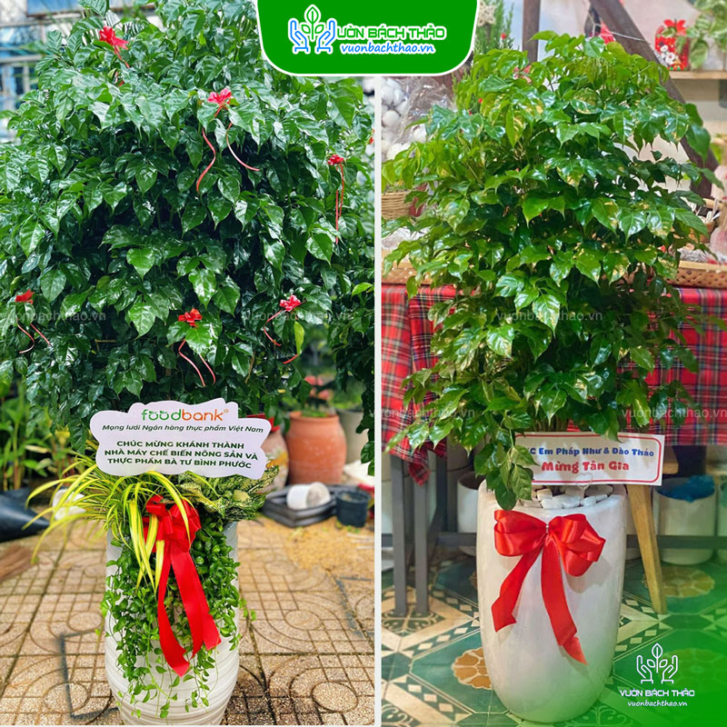 Cây Hạnh Phúc Tặng Khai Trương