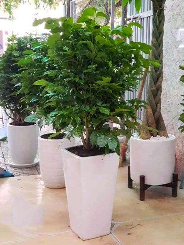 Cây Hạnh Phúc Chậu Đứng