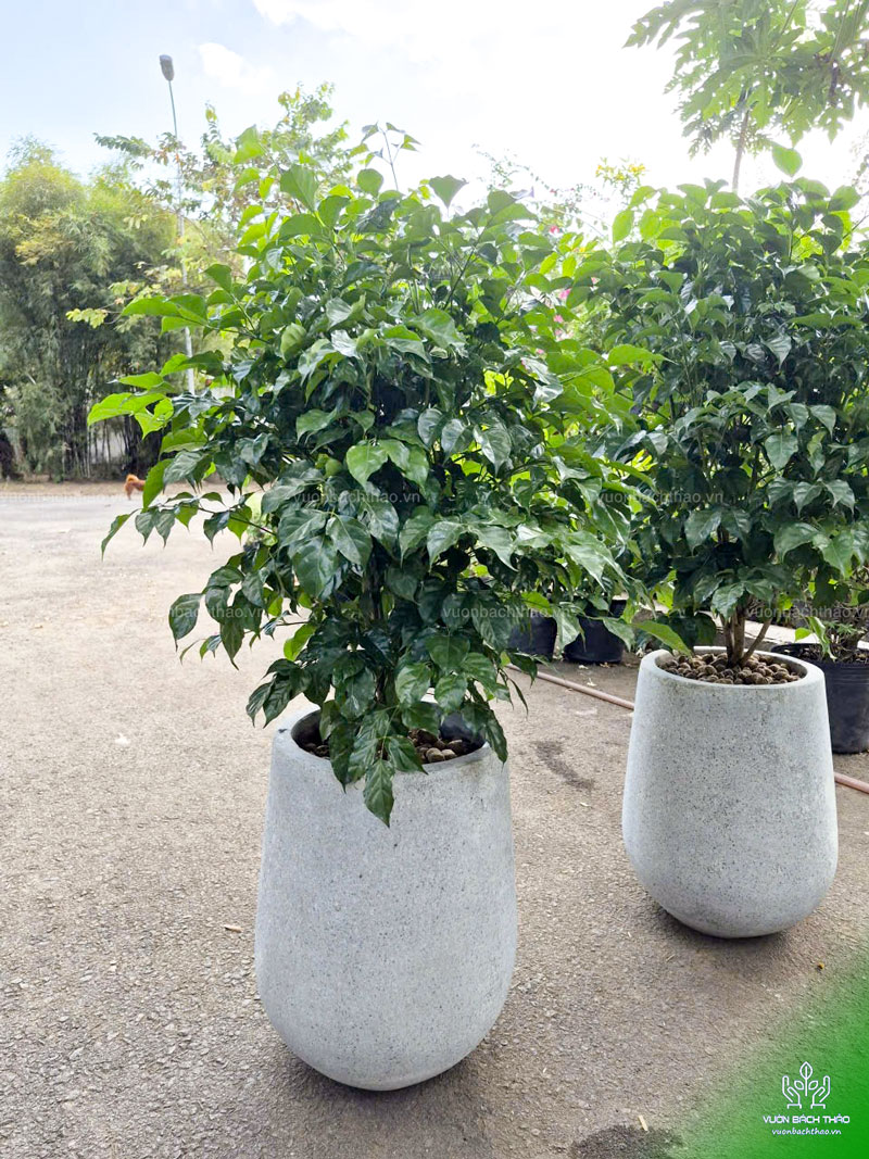Cây Hạnh Phúc Chậu Đứng