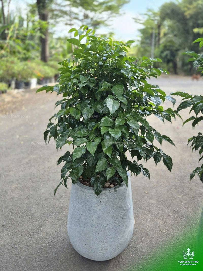 Cây Hạnh Phúc Chậu Đứng