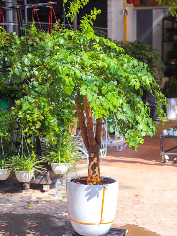 Cây Hạnh Phúc Chậu Đứng