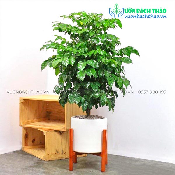 Cây Hạnh Phúc Chậu Đứng