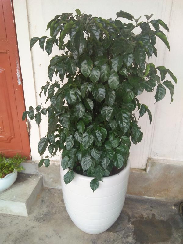 Cây Hạnh Phúc Chậu Đứng