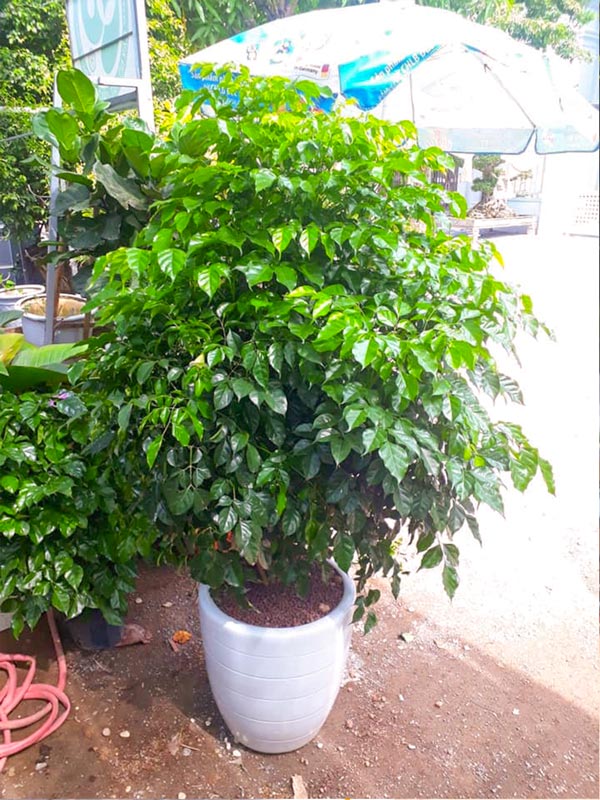 Cây Hạnh Phúc Chậu Đứng