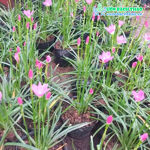 Cây Hẹ Hồng (Phong Huệ Hồng)