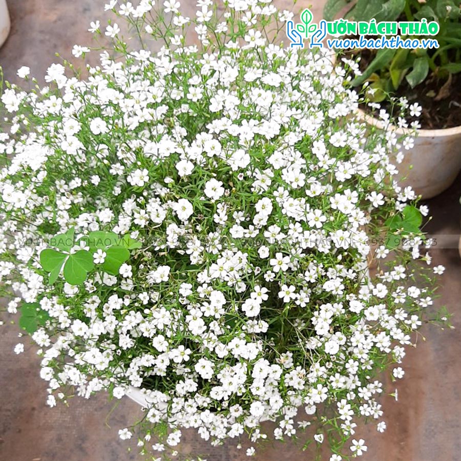 Cây Hoa Baby Trồng Trang Trí Sân Vườn