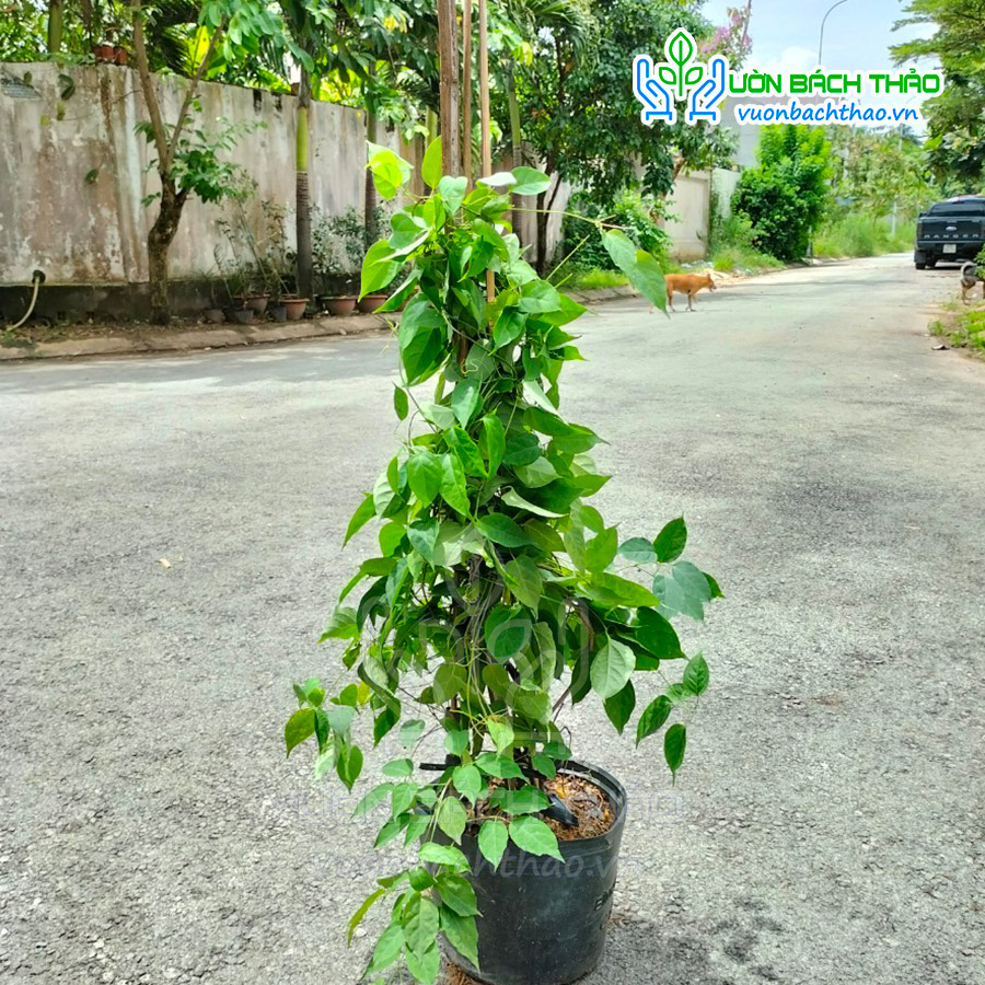 Cây Hoa Chùm Ớt (Rạng Đông)