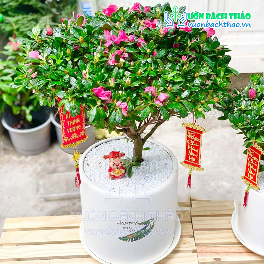 Cây Hoa Đổ Quyên Để Bàn