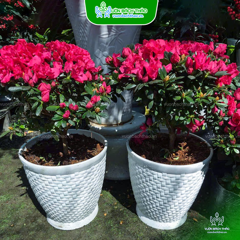 Cây Hoa Đỗ Quyên