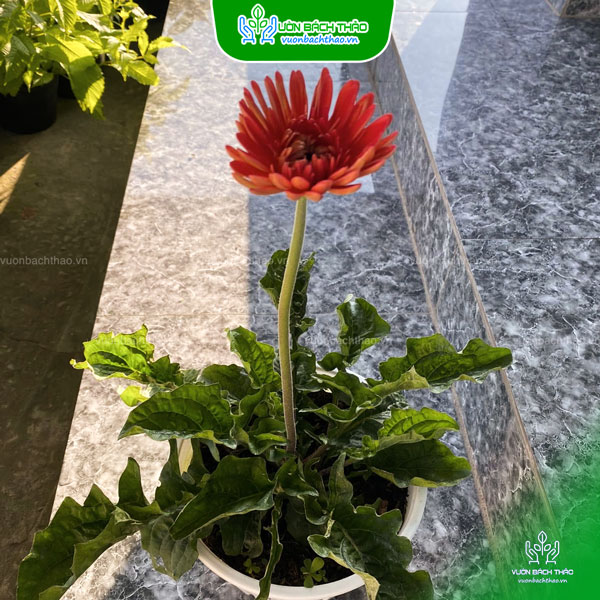 Cây Hoa Đồng Tiền