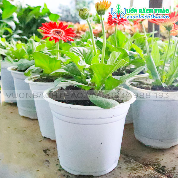 Cây Hoa Đồng Tiền