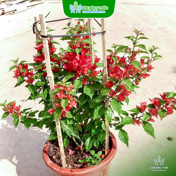 Cây Bông Giấy Mỹ