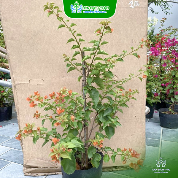 Cây Hoa Giấy Thái Lan