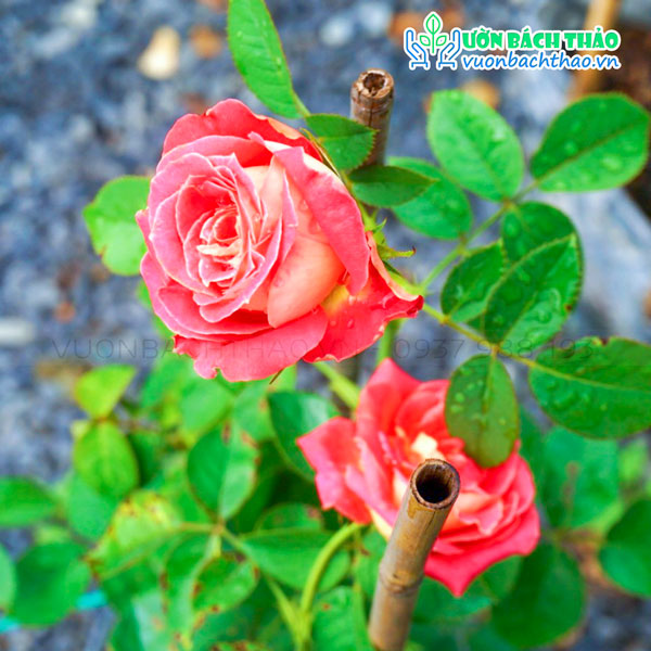 Cây Hoa Hồng Hai Da