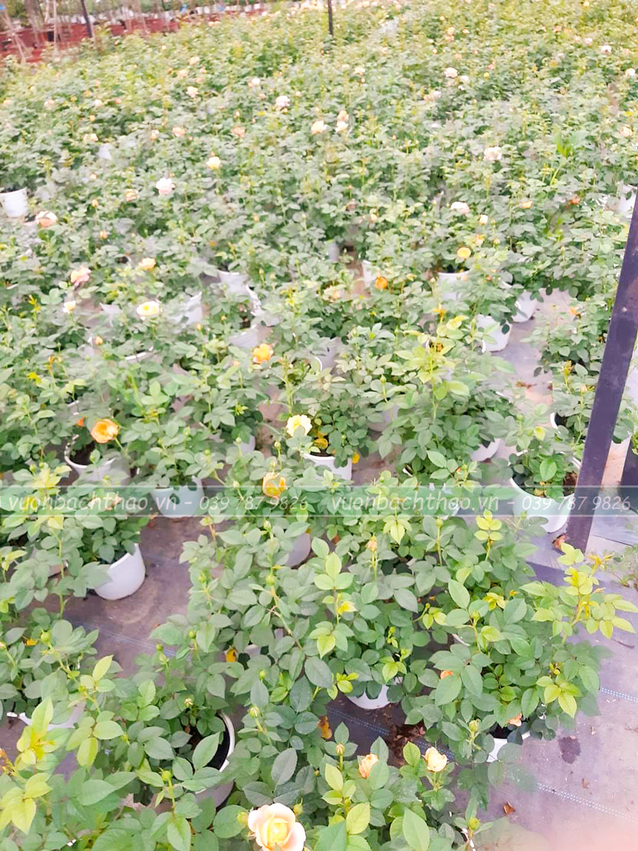 Cây Hoa Hồng Ngoại Tezza Cam Cá Hồi