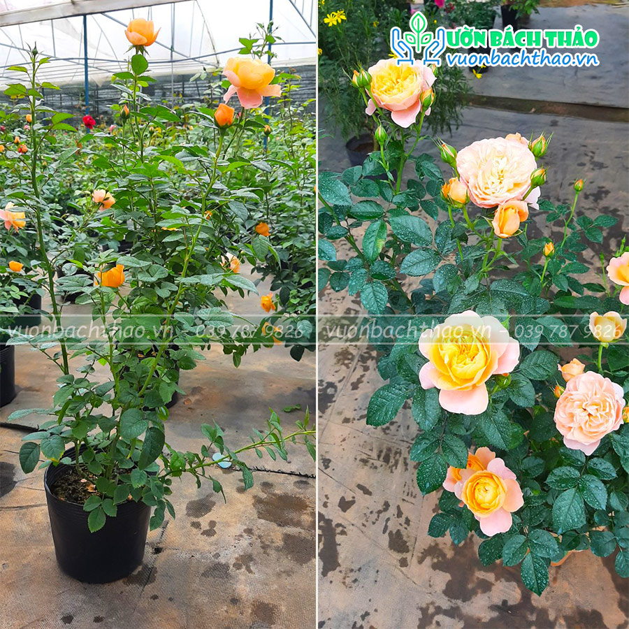 Cây Hoa Hồng Ngoại Tezza Cam Cá Hồi