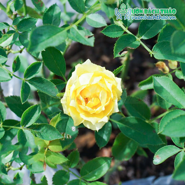 Cây Hoa Hồng Tỉ Muội