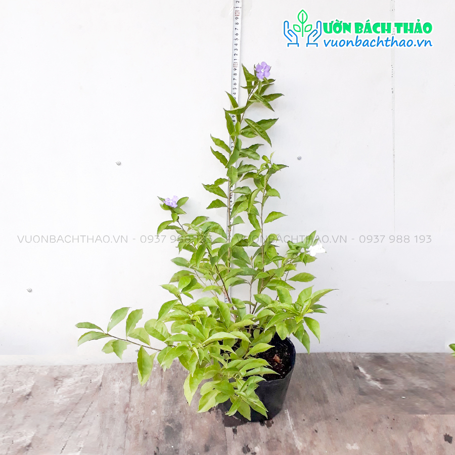 Cây Lài Nhật Trồng Sân Vườn