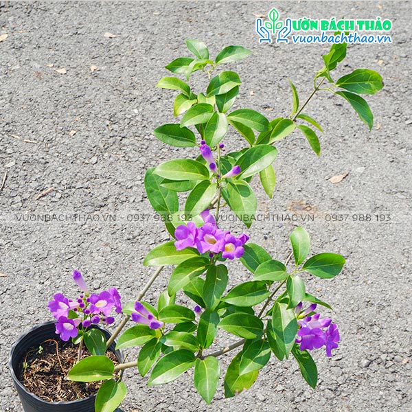 Cây Hoa Lan Tỏi (Dây Ánh Hồng)