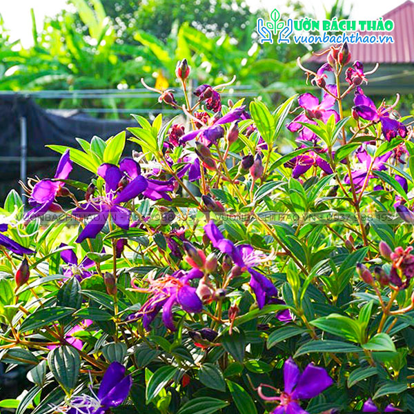 Cây Hoa Mua (Sim Cảnh)