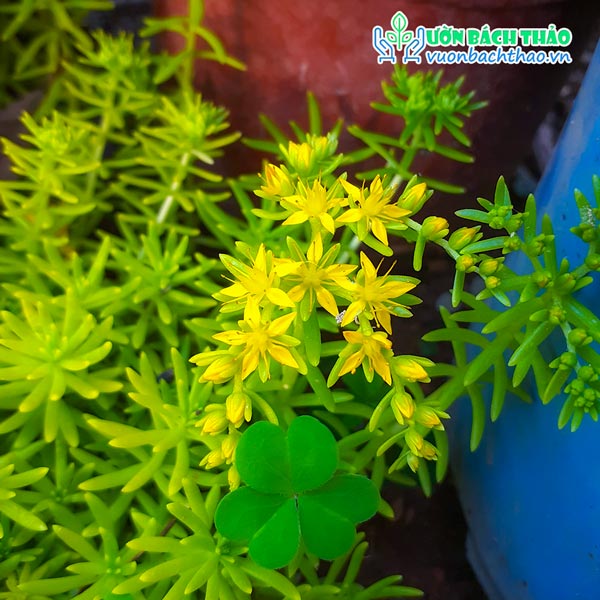 Cây Mười Giờ Úc