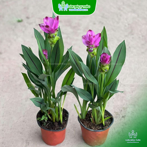 Cây Hoa Nghệ Lá Từ Cô, Hoa Nghệ Sen, Sen Rừng