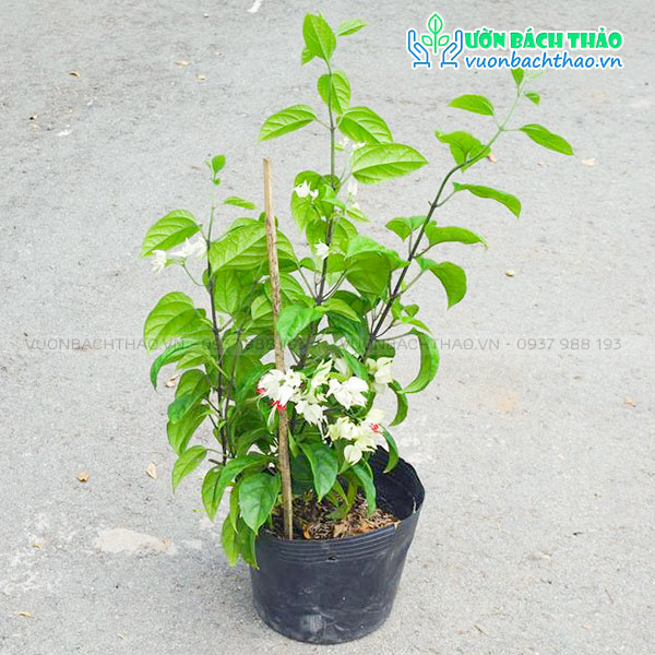 Cây Hoa Ngọc Nữ