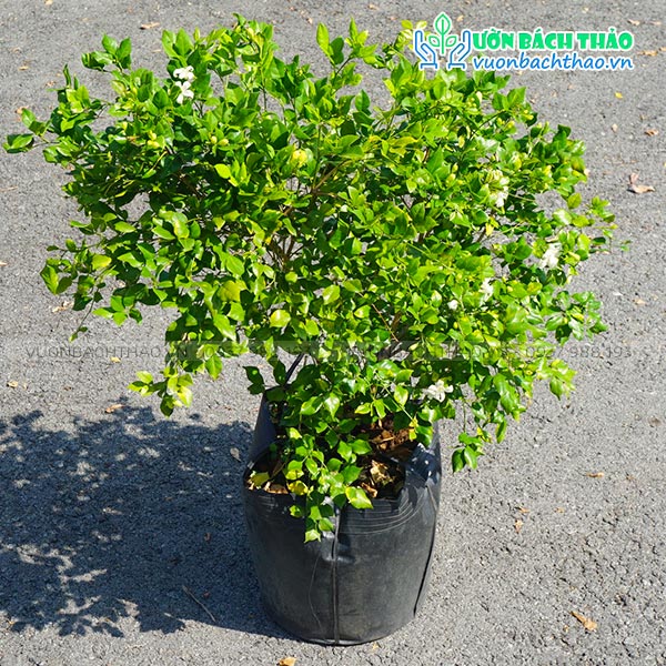 Cây Hoa Nguyệt Quế