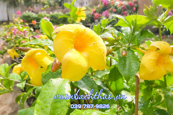 Cây Huỳnh Anh Lá Lớn