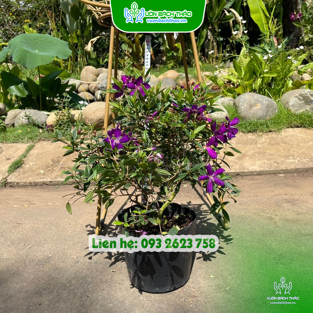 Cây Hoa Mua (Sim Cảnh)