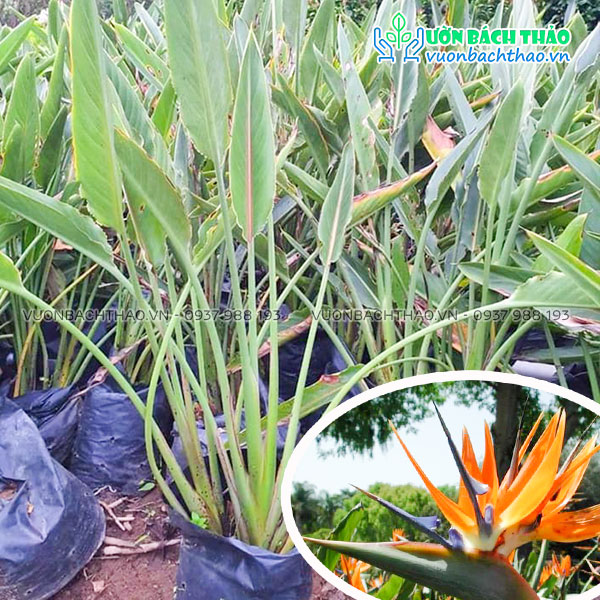 Cây Hoa Thiên Điểu