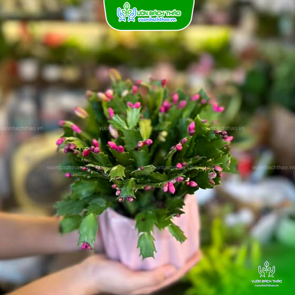 Cây Tiểu Quỳnh Để Bàn
