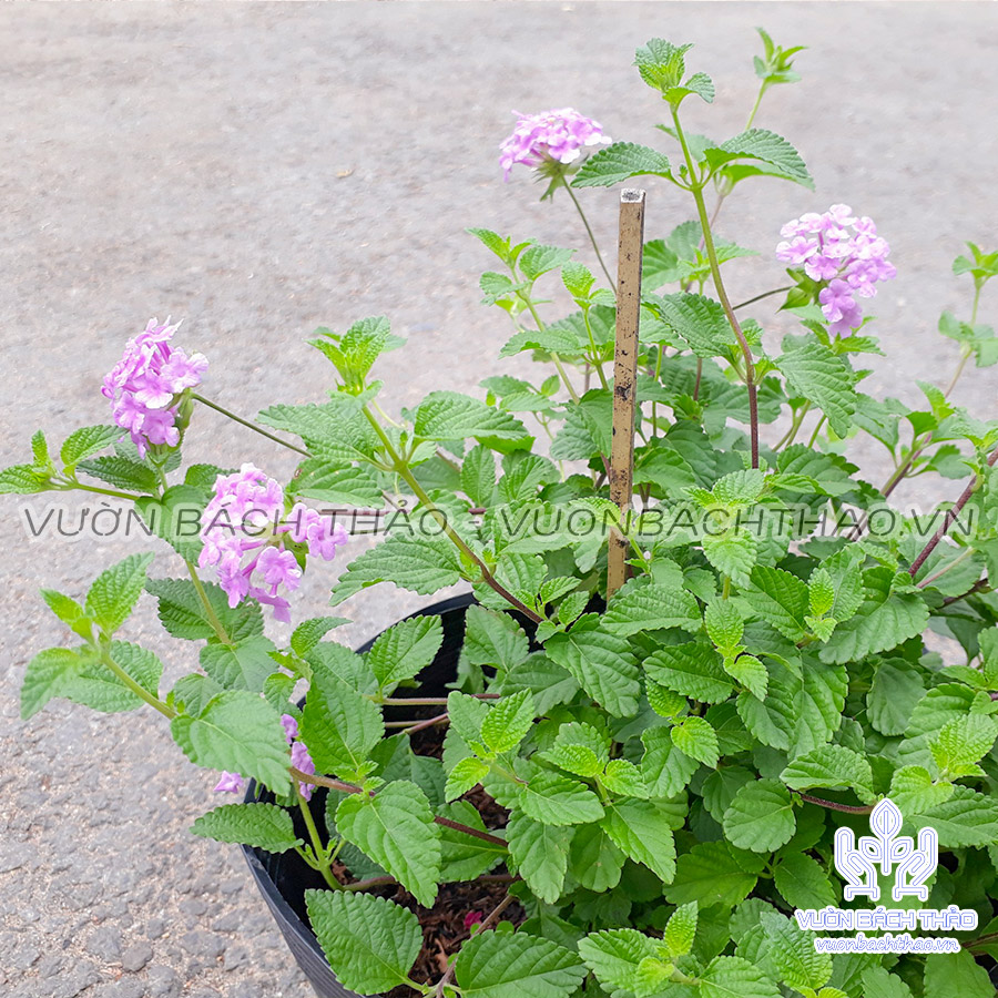 Cây Trâm Ổi Hoa Tím