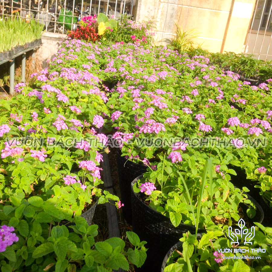 Cây Trâm Ổi Hoa Tím