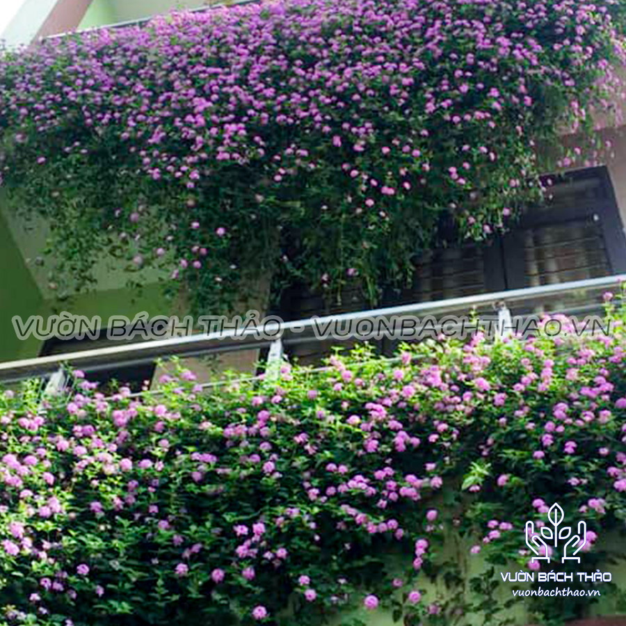 Cây Trâm Ổi Hoa Tím