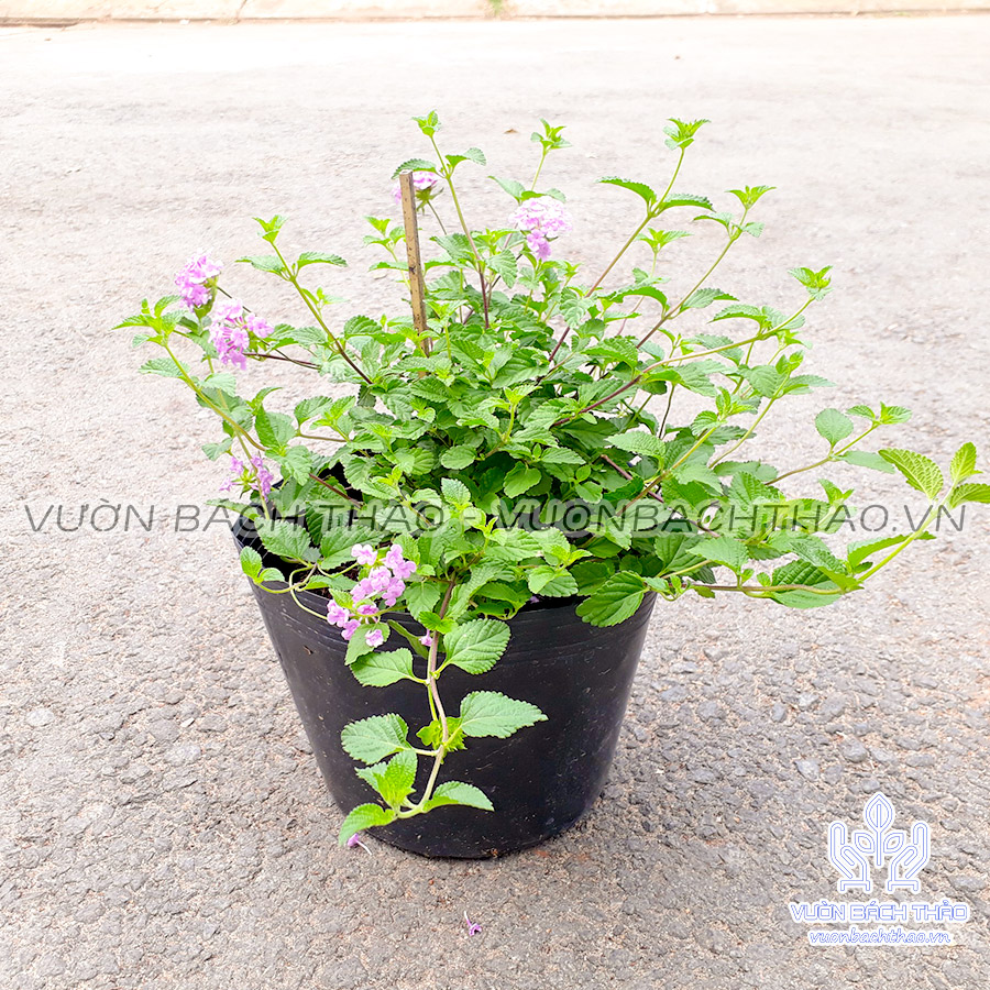 Cây Trâm Ổi Hoa Tím