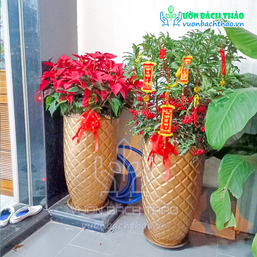 Cây Hoa Trạng Nguyên Chậu Đứng