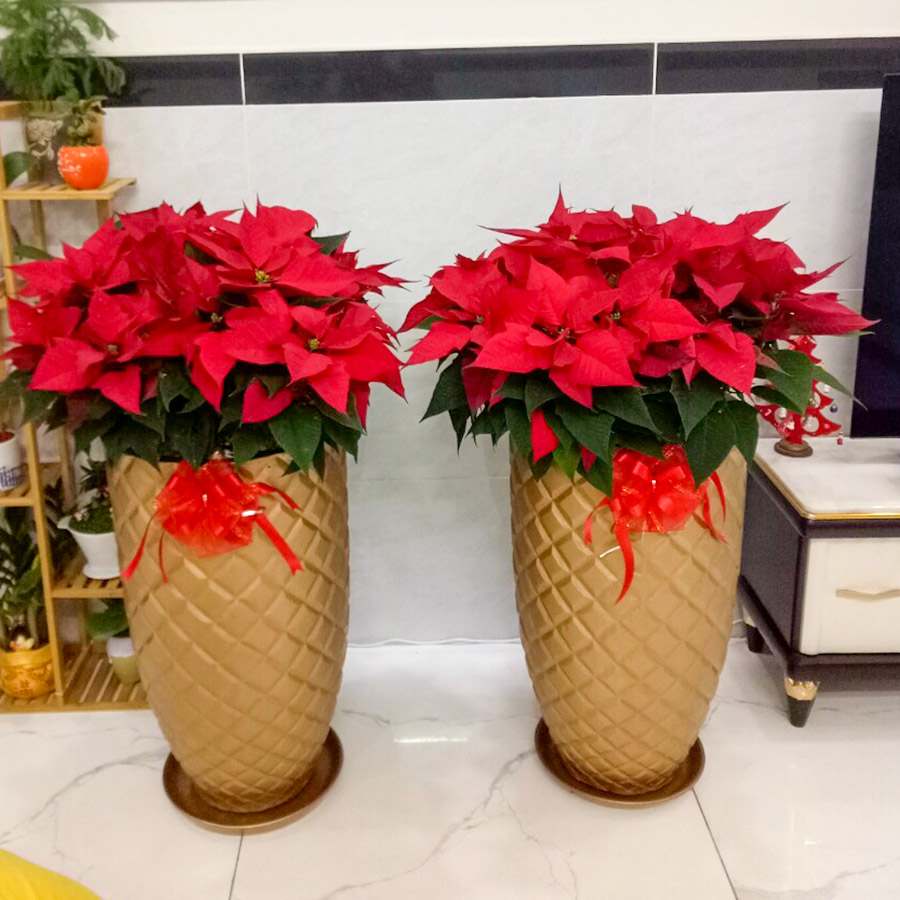 Cây Hoa Trạng Nguyên Khai Xuân Đón Lộc