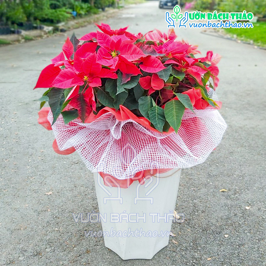 Cây Hoa Trạng Nguyên Khai Xuân Đón Lộc