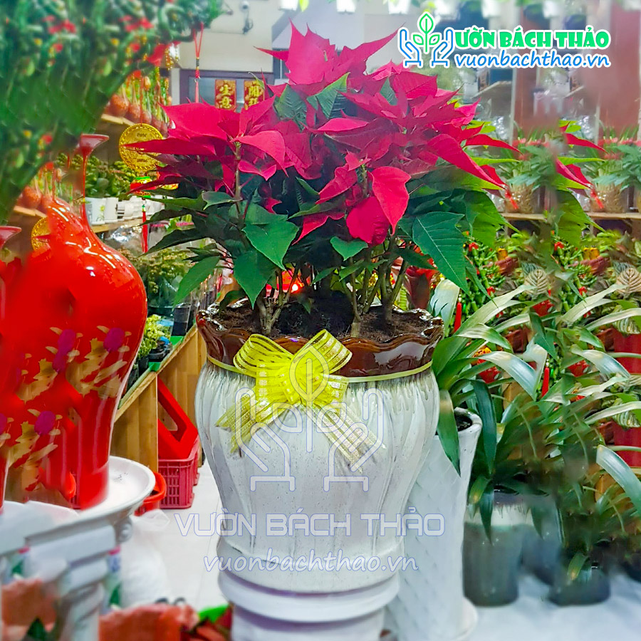 Cây Hoa Trạng Nguyên Khai Xuân Đón Lộc