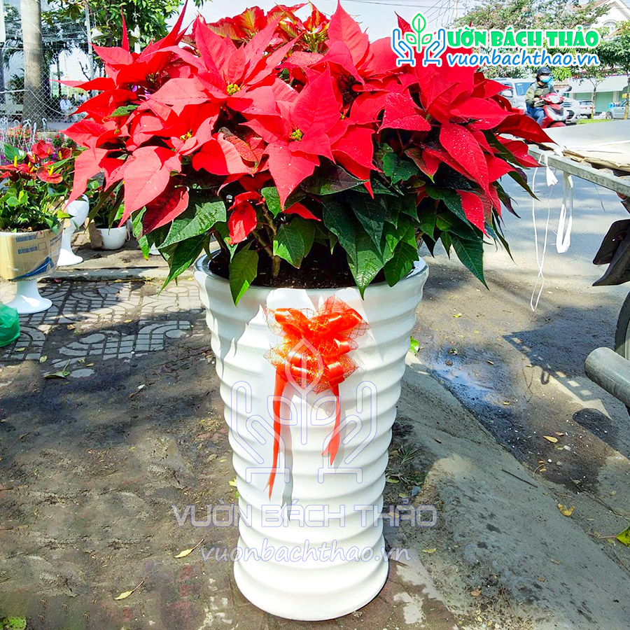 Cây Hoa Trạng Nguyên Khai Xuân Đón Lộc