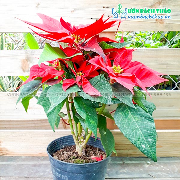 Cây Hoa Trạng Nguyên